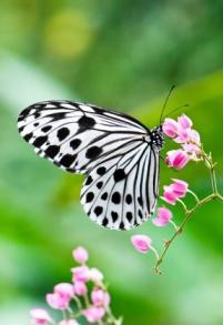 Photo:  Polka dot butterfly